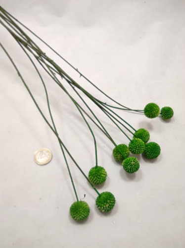 Craspedia green XL  10 p.