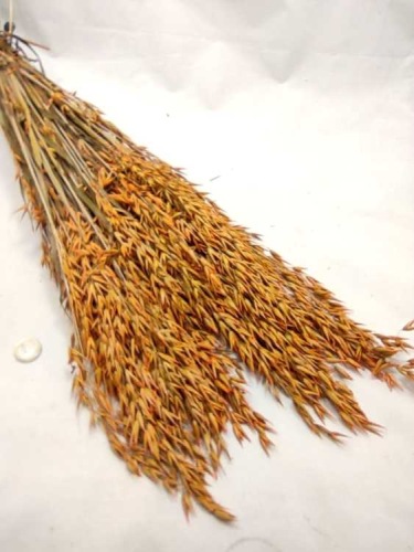 Oats orange (avena)