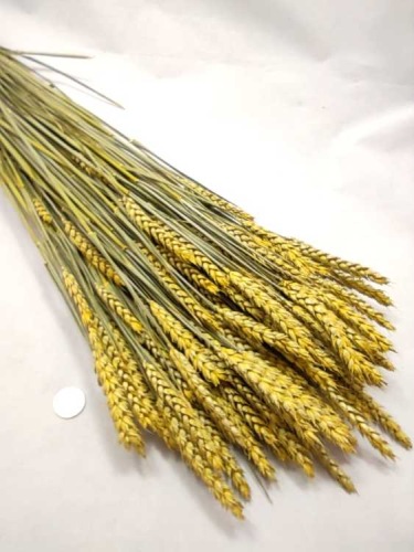 Triticum gelb