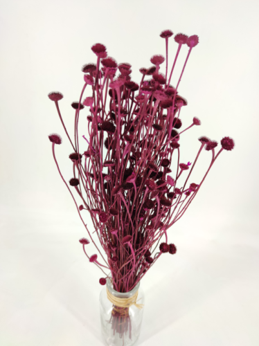 Wild Daisy berry/burgundy