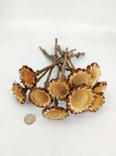 Protea Coronata 5- 6 cm naturel  10 p.