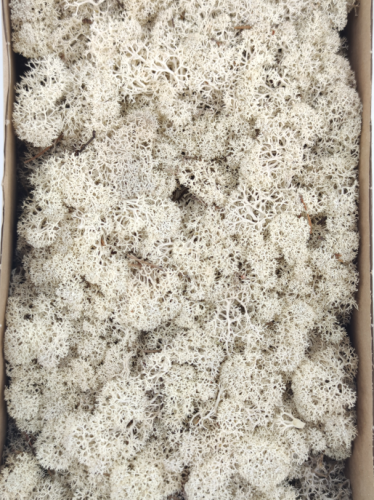 Reindeer moss premium ca. 3 kg. natural