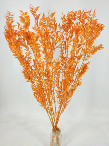Ruscus peach