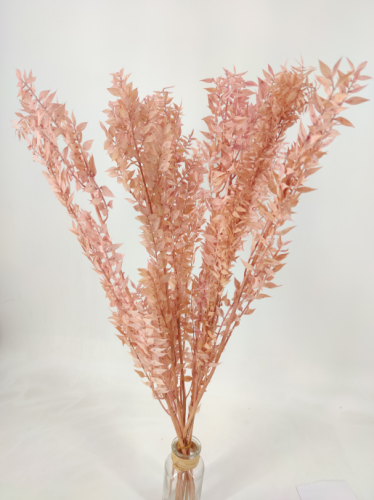 Ruscus rose claire