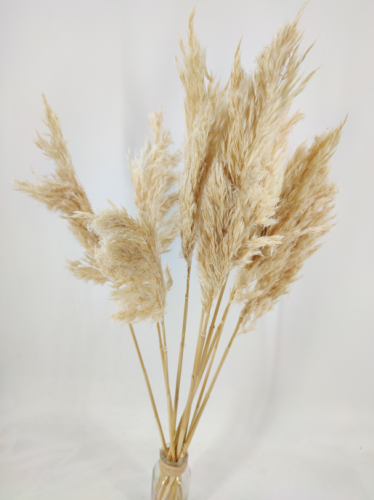Wild reed plume bleached