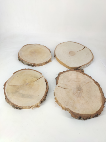 Birch (disk) 23-25 cm 2,5 cm B-quality