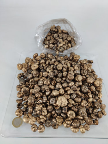 Putkha pods 250 gr. goud