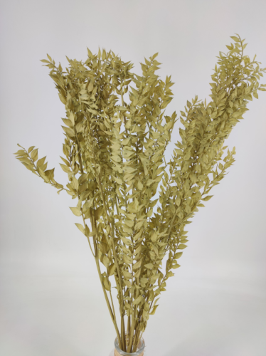 Ruscus Olive
