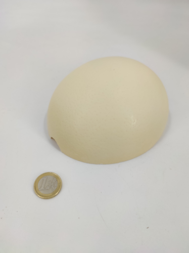 Half Ostrich egg  half(real+ blown out)