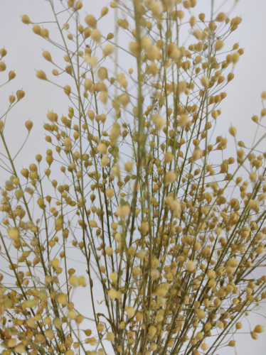 Lepidium Atraxa