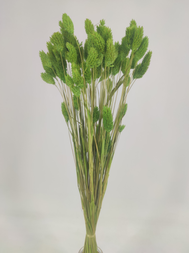 Phalaris vert de pomme