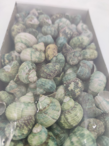 Snails emerald green 800 gr.