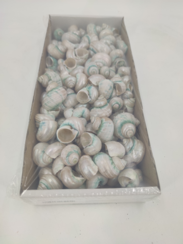 Snails  pearl 600 gr.