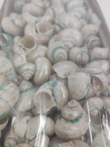 Snails  pearl 600 gr.