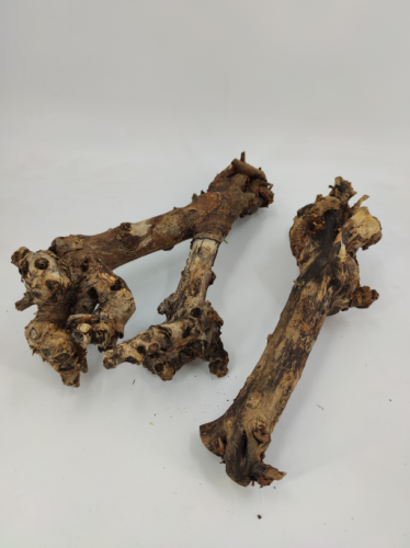Mulberry Root 40-50 cm
