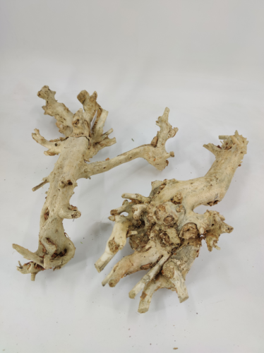 Mulberry Root 50-60 cm bleached