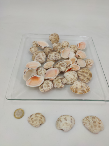 Beach shell natural. 200 gr.