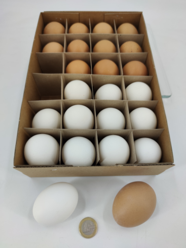 Chicken egg 12 p. white + 12 p. brown