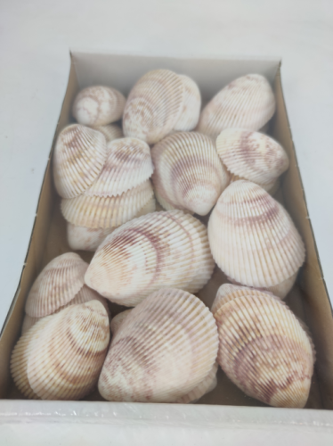 Azores shell 1 kg.