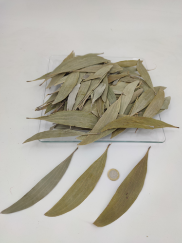 Feuille d'eucalyptus ca. 15-170 p.