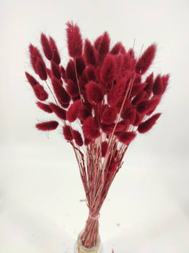 Lagurus bordeaux - Dried Flowers