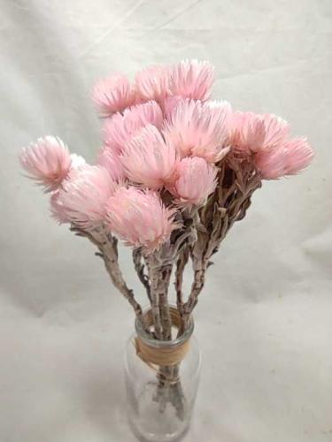 Helicrysum cape rosa