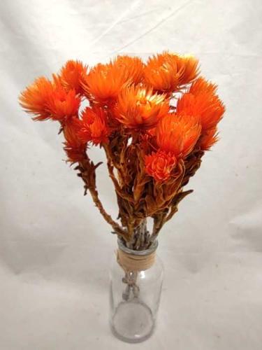 Helicrysum cape orange
