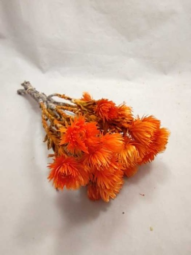 Helicrysum cape orange