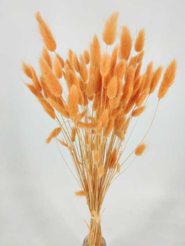 Lagurus  Abrikose - Trockenblumen