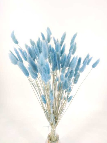 Lagurus aquamarine