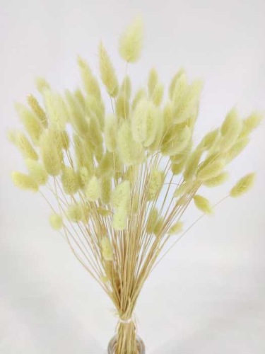 Lagurus hell misty green - Trockenblumen