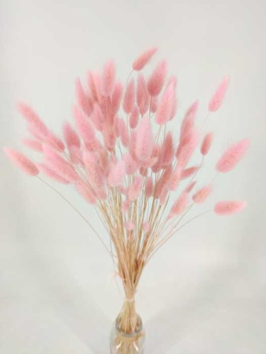Lagurus licht roze - Droogbloemen