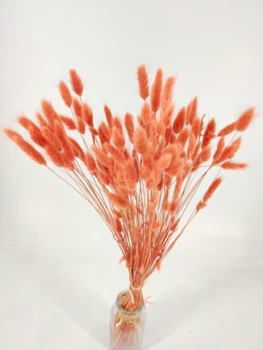 Lagurus orange - Dried Flowers