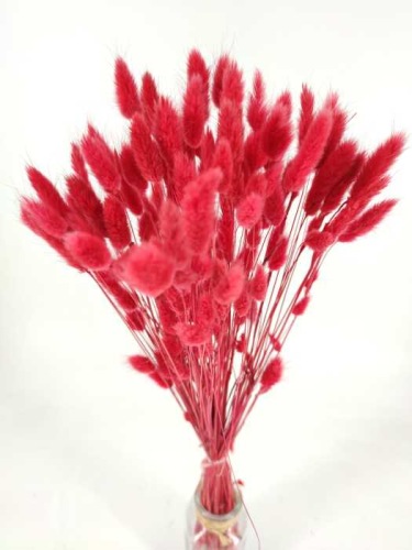 Lagurus rouge - fleurs séchées