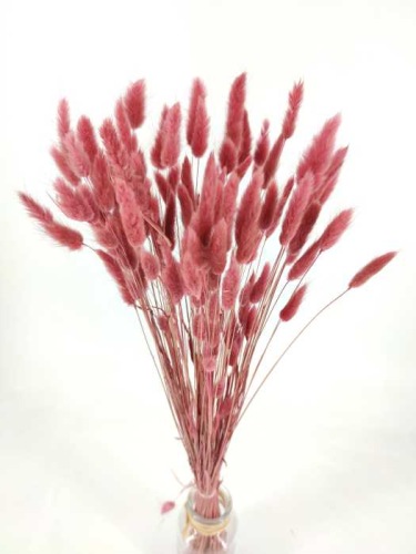 Lagurus  terracotta - Alt Rosa - Trockenblumen