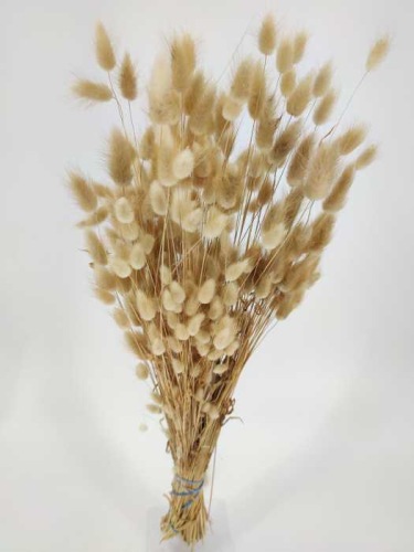 Lagurus natur - Trockenblumen