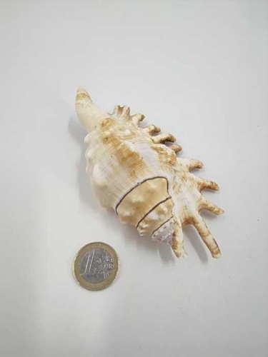 Lambis Millepeda 13-16 cm 10 p.