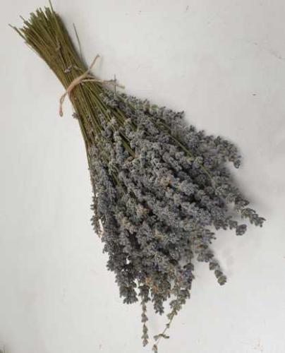 Lavendel (Lavendin)