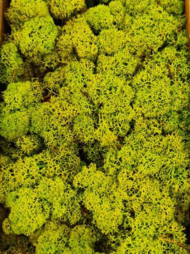 Mousse d'islande premium ca. 3 kg. vert de printemps