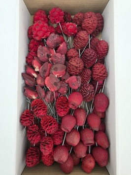Assortiment Leucadendron op Draad 100 st. Rood