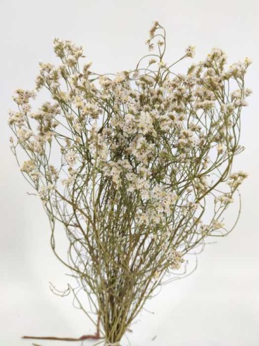 Limonium blanc