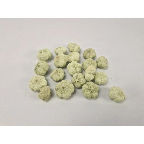 Mini Pumpkin 250 gr Pastel Groen