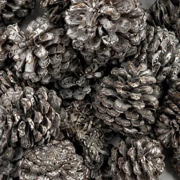 Mugus dennenappels besneeuwde 400 stuks 3,5 cm diameter natuurlijke kegels Pinus mugo voor kransen en kerstdecoratie - Denter