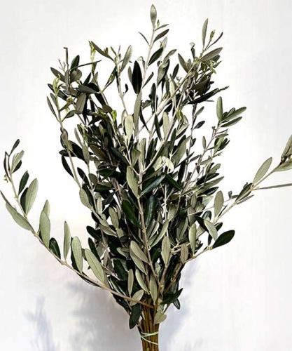Olijf-takken-200-gram-bladgroen-bloemschikmateriaal-dentergem