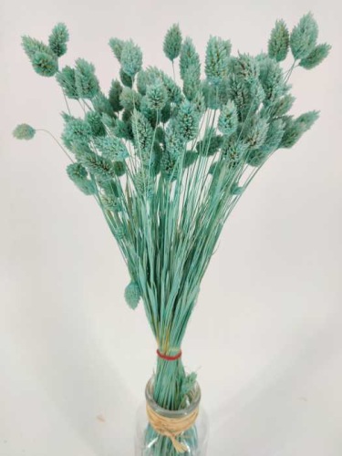 Phalaris aquamarine - fleurs séchées