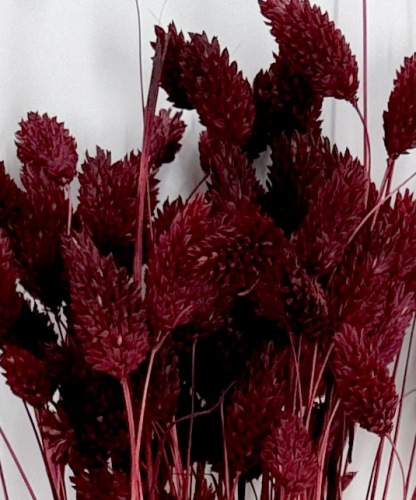 Phalaris Bordeaux - Trockenblumen