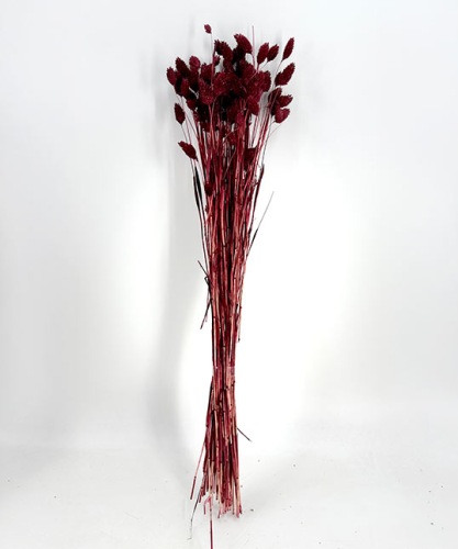 Phalaris Bordeaux - Trockenblumen