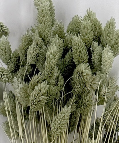 Phalaris vert glace - Fleurs sèches