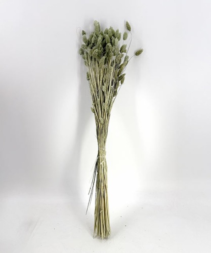 Phalaris vert glace - Fleurs sèches