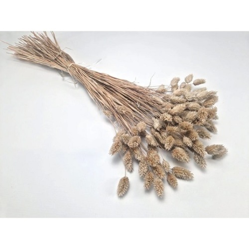 Phalaris mud - Fleurs sèches